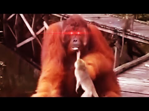 monkey steals banana from orangutan meme