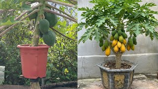 The fastest way to grow a super dwarf papaya tree