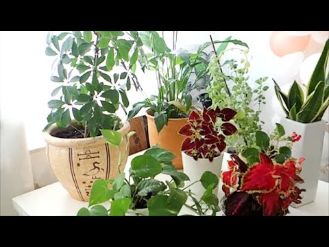 Video: Shumimi i bimëve dimërore – A funksionon shumimi në dimër