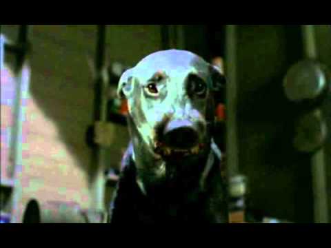 Video: Die Geskiedenis Van Die Ontstaan van Die Doberman-honde Ras