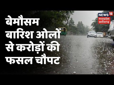 Seoni News : बेमौसमी भारी बारिश और ओलों से किसान हुए बेहाल, की मुआवजे की मांग | News18 MP