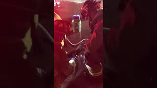 Cooking fire destroys mobile home, kills several kittens