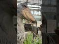 今日のおはようふたば(2026.6.30)【掛川花鳥園公式】