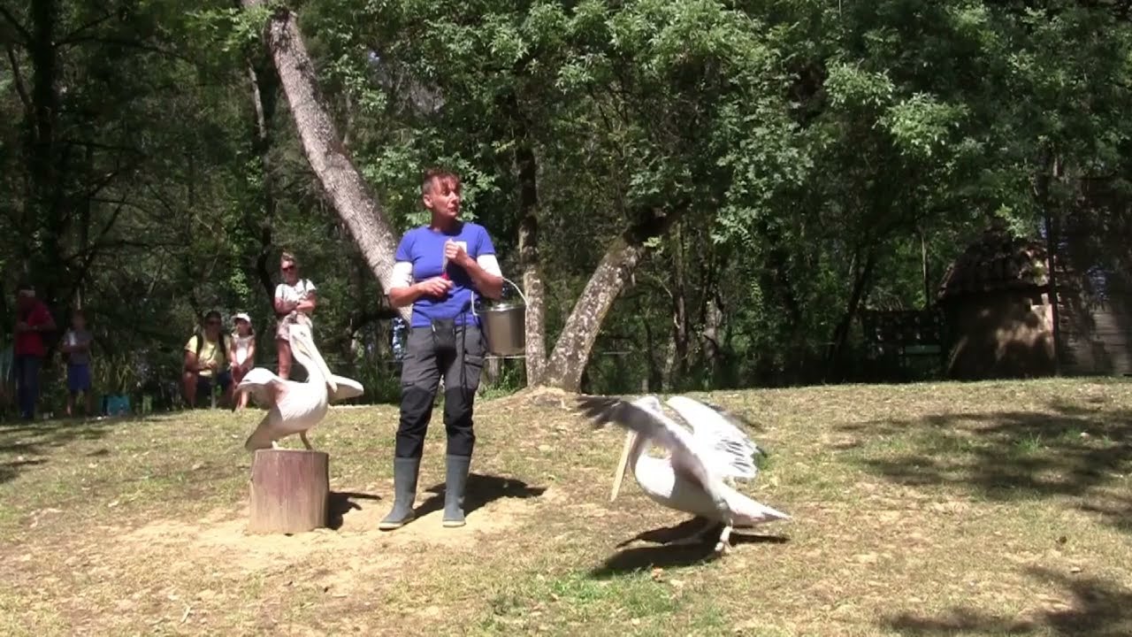 ZOO Plaisance Otaries Oiseaux (Spectacles)