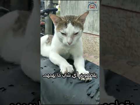 مظلات الحماية من    اقتصادية ومتينة اكسبلور  