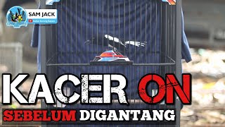 KACER ON DIBAWAH SEBELUM DIGANTANG