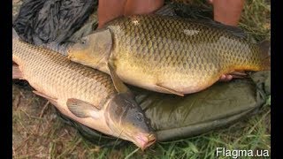 Выращивание карпа в маленьком пруду возле дома, эксперимент. ч29 большой улов