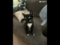 Not falling for that #cat #prettycat #foryou #funny #prettyfunny #catshorts #besties #aww #catchy