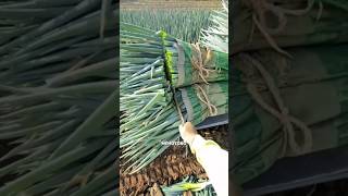Alasan Petani Jepang Memotong Ujung Daun Negi⁉️ #shorts #faktaunik #jepang