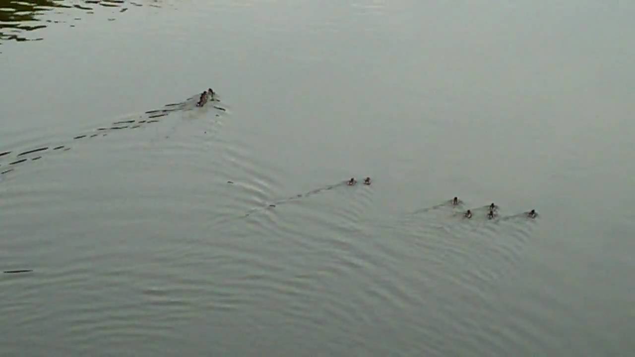 Great Crested Grebe With Chicks Hitching A Ride On Its Back
