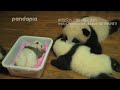 生まれたばかりの赤ちゃんパンダ　Newborn panda