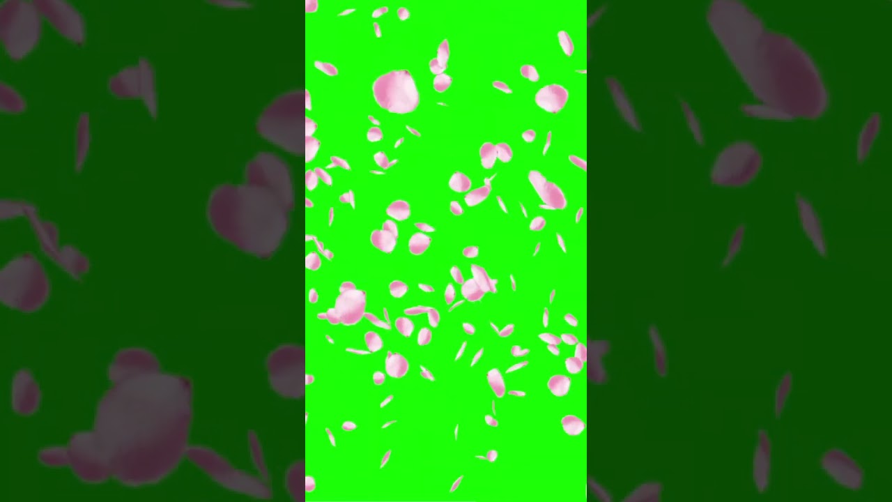 Flowers petal green screen | No copyright @ReadyRead483