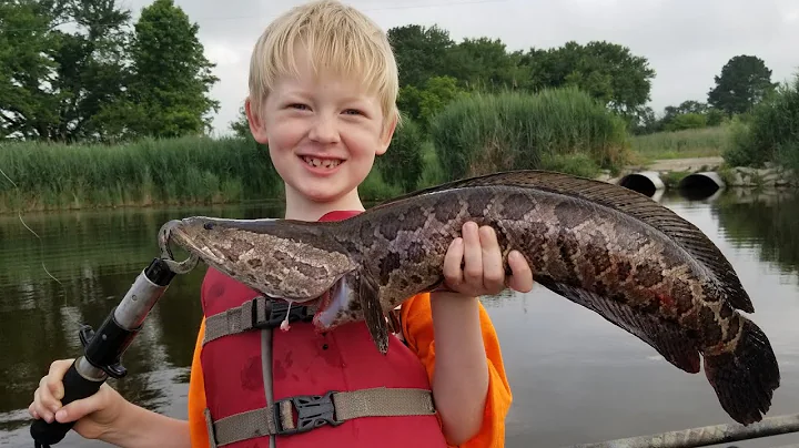 Catching Snakeheads on Live Bait & Lures - Snake head Catch Clean & Cook