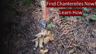 Mushroom Hunting  Tips and Tricks