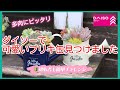 ダイソーで可愛いブリキ缶見つけました