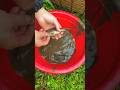 After the Rain Catching Mudfish in the Stream 🌧️🐟Rainy  Catch! Mudfis 🐟🌿 #SurvivalSkills #WildCatch