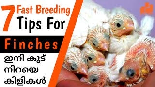Finches 7 Fast Breeding Tips | Finches Birds Breeding Tips for Beginners Malayalam  |  MY PET PLANT