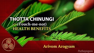 Health Benefits Of Touch-Me-Not Plants Thotta Chinungi Arivom Arogyam