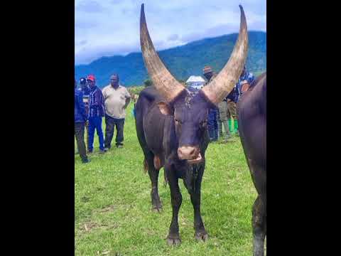 Lupima Ng Wendesha Kikundi Cha Ccm