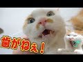 ニックの歯を抜かれた後の口ってどうなってるの?