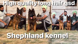 Complete Kennel tour of shephland kennel