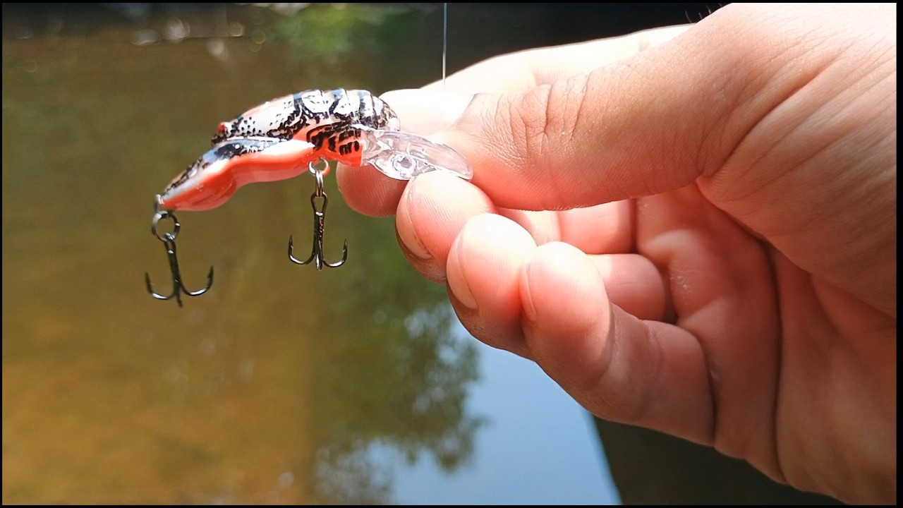 MULTI-Species Fishing in loaded creeks!
