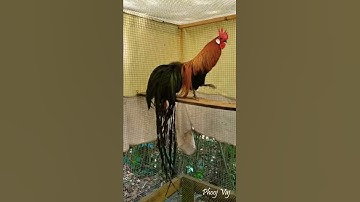 Brown Red Bantam Phoenix