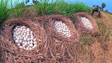 WOW unique! pick a lot of duck eggs ln the rice field under the grass by hand farmer skills
