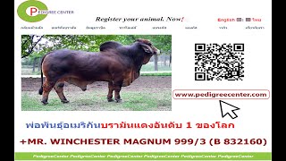 +MR WINCHESTER MAGNUM 999 (B 832160) พ่อพันธุ์อเมริกันบรามันแดง อันดับ 1 ของโลก ปี 2020