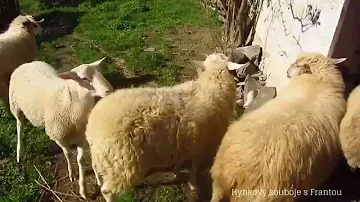 Jaký je podíl hospodářských zvířat na emisích metanu?