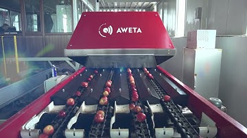 ESPOMAK | AWETA | Apple sorting & grading line