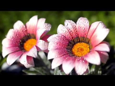 ياصباح الخير يلي معانا ريهام عبد الحكيم