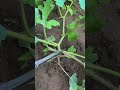 Maximize Your Watermelon Yield: Smart Pruning Techniques! #shorts