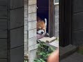 #shorts 本日の風太くん(14:45〜扉開放！) レッサーパンダ　千葉市動物公園にて　2026年7月5日