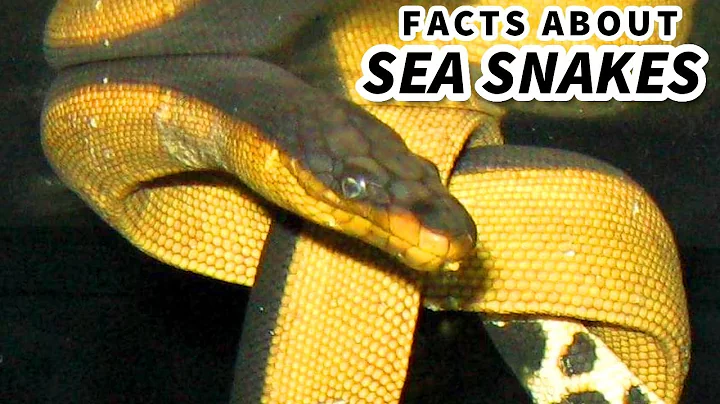 Sea Snake Facts: SNAKES in the OCEAN?! 🐍 Animal Fact Files