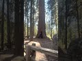 Homi’s Daily Life | A Quiet Walk in Sequoia: We Felt Tiny Under the Giant Trees