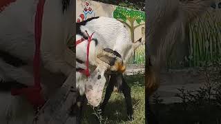 Eid Mubarak Sab Theak Thak Hai