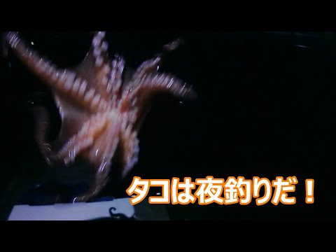 アジ釣り情報 タコは夜によく釣れる 舞洲より Youtube