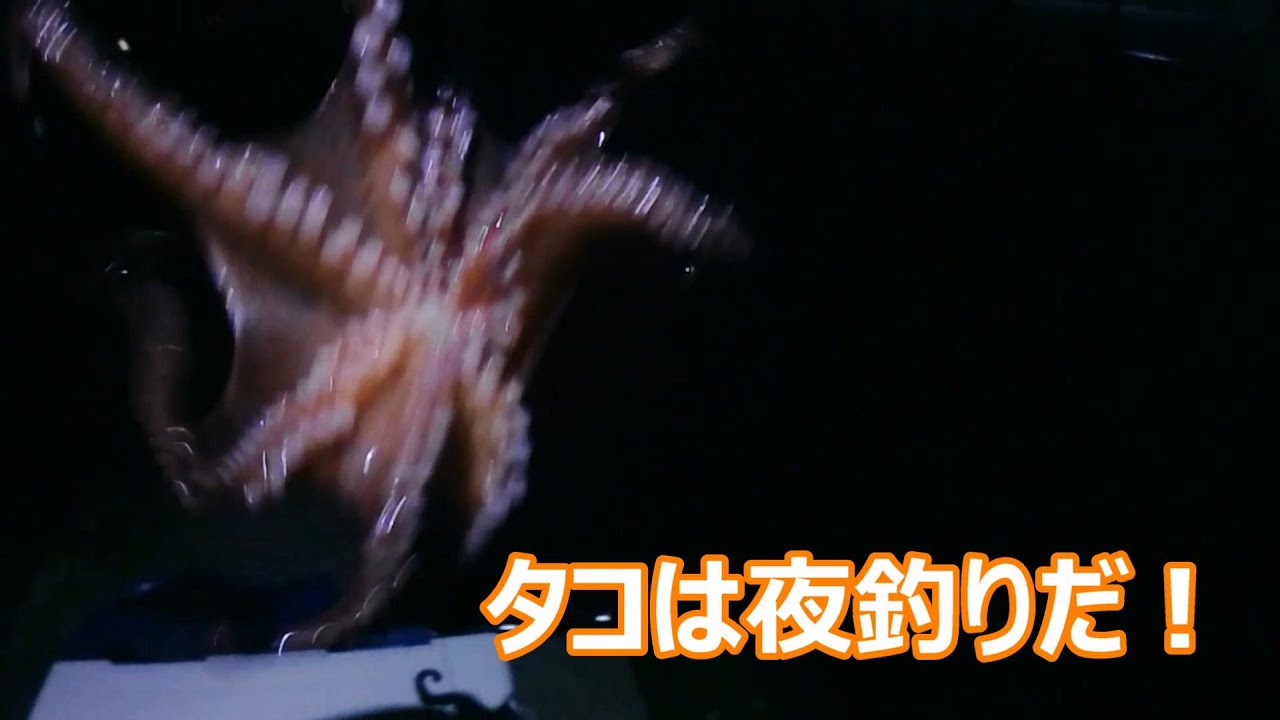 アジ釣り情報 タコは夜によく釣れる 舞洲より Youtube