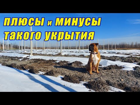 Укрытие ежевики на