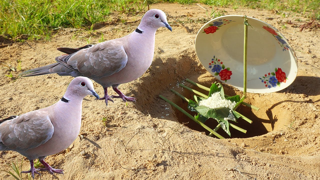 Experiment Bird Trap Make From Plat & Bamboo