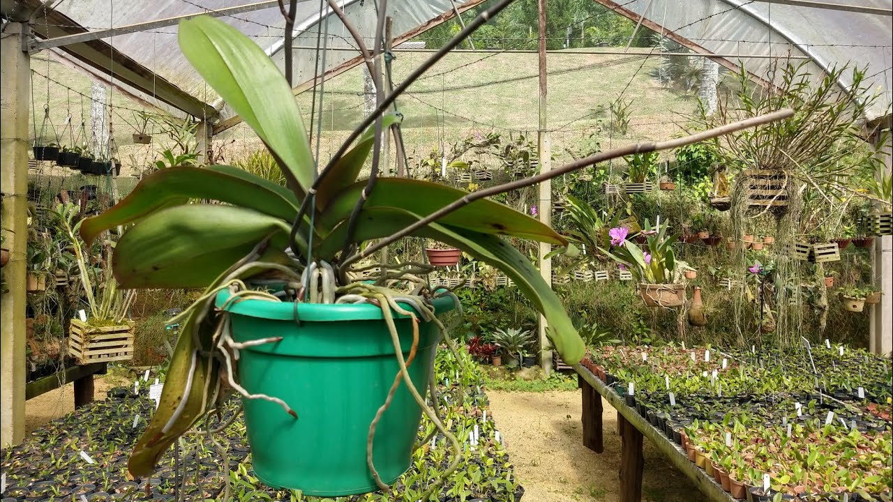 COMO CULTIVAR ORQUÍDEAS - PHALAENOPSIS