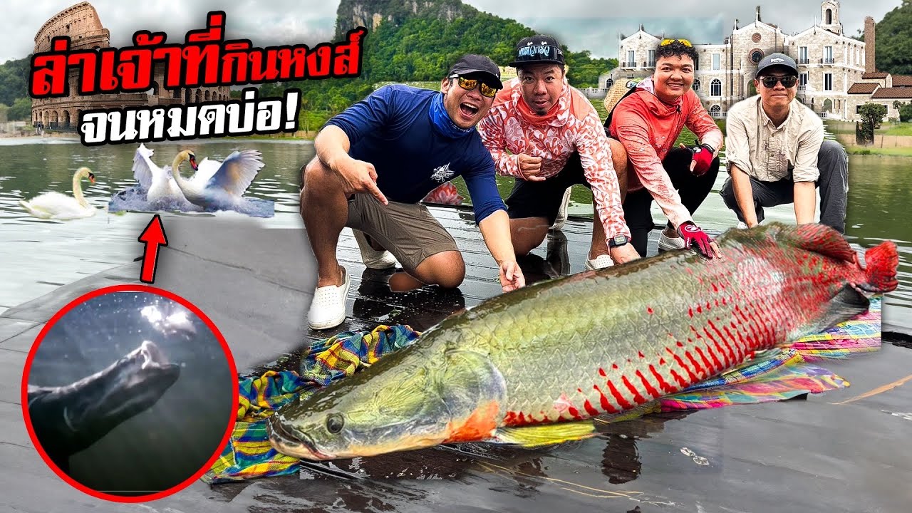 ล่าปลาช่อนยักษ์อเมซอน กินหงส์จนหมดบ่อ!!! @thumbntk