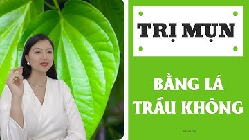 Trị mụn bằng lá trầu không | Trần Mỹ Hiền