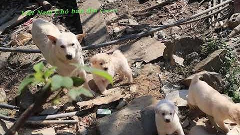 Nhật kí đi bản săn lùng Chó H