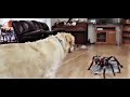 Golden Retriever Dogs Reaction To A Spider!
