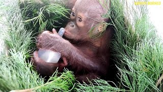 Baby orangutan Oso: Poor little orphan