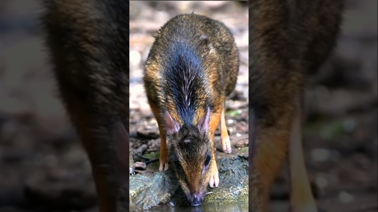 The World’s Smallest Hoofed Animal: Lesser Mouse-Deer