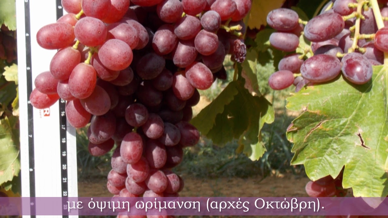 ΗΜΕΡΙΔΑ ΕΠΙΤΡΑΠΕΖΙΑ ΣΤΑΦΥΛΙΑ ΚΙΛΚΙΣ 23032018