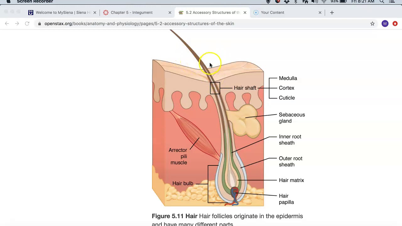 Dermal Root Sheath: The Secret to Hair Follicle Regeneration (Guide ...